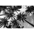 thumbnail image 3 of Prime, Marcus 14x11 Black Modern Framed Museum Art Print Titled - Passerby Palms 2, 3 of 5