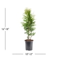 thumbnail image 3 of Expert Gardener 2.5QT Green Arborvitae Green Giant Live Shrub Plant Sun, 3 of 7
