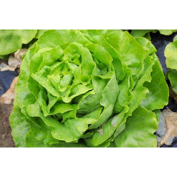 2000 Seeds BIBB LETTUCE (Limestone Lettuce) Lactuca Sativa Vegetable Seeds