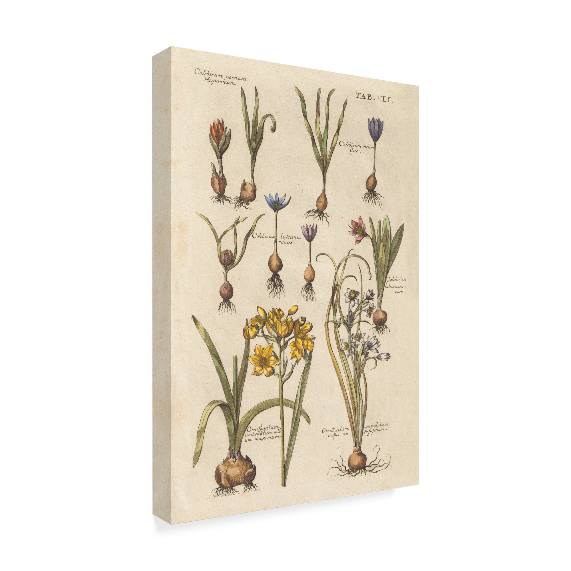 Trademark Fine Art 'Vintage Florilegium II' Canvas Art by Wild Apple Portfolio