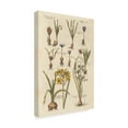 thumbnail image 2 of Trademark Fine Art 'Vintage Florilegium II' Canvas Art by Wild Apple Portfolio, 2 of 4