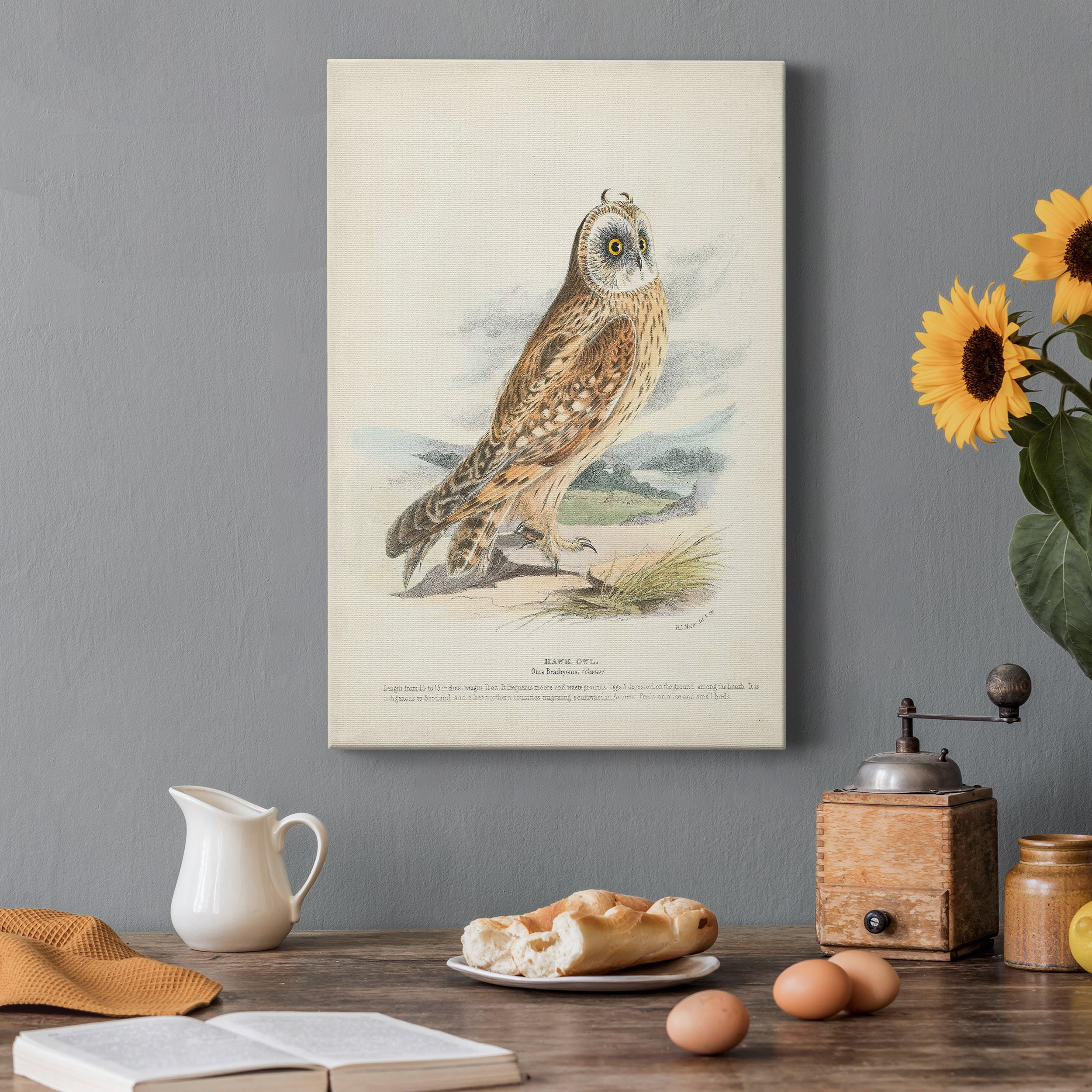 Hawk Owl Premium Gallery Wrapped Canvas - Ready to Hang