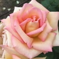 thumbnail image 2 of Heirloom Roses The Lady - Hybrid Tea Rose Plants - Live Plant Flowers, 2 of 4