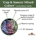 thumbnail image 4 of Burpee Cup & Saucer Mixed Colors Canterbury Bells Flower Seed, 1-Pack, 4 of 5