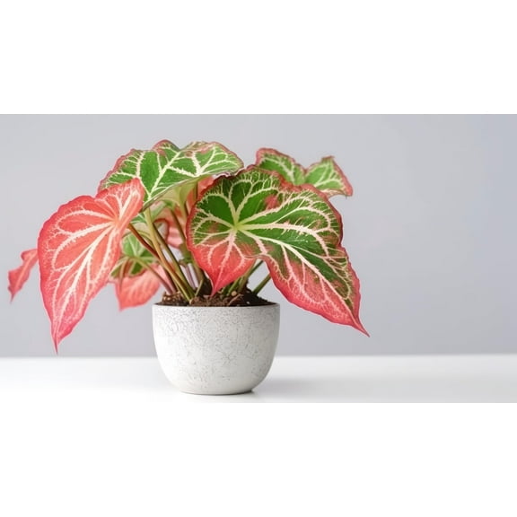 6 Pink Sky Caladium Bulbs for Planting - Perennial Hosta, Elephant Ears, Fancy (6 Bulbs)