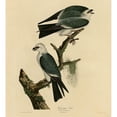 thumbnail image 3 of Vintage Apple Collection 12x13 Black Modern Framed Museum Art Print Titled - Mississippi Kite, 3 of 5
