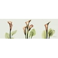 thumbnail image 2 of Koetsier, Albert 32x14 Gold Ornate Wood Framed with Double Matting Museum Art Print Titled - Spring Calla Lily Triple, 2 of 4