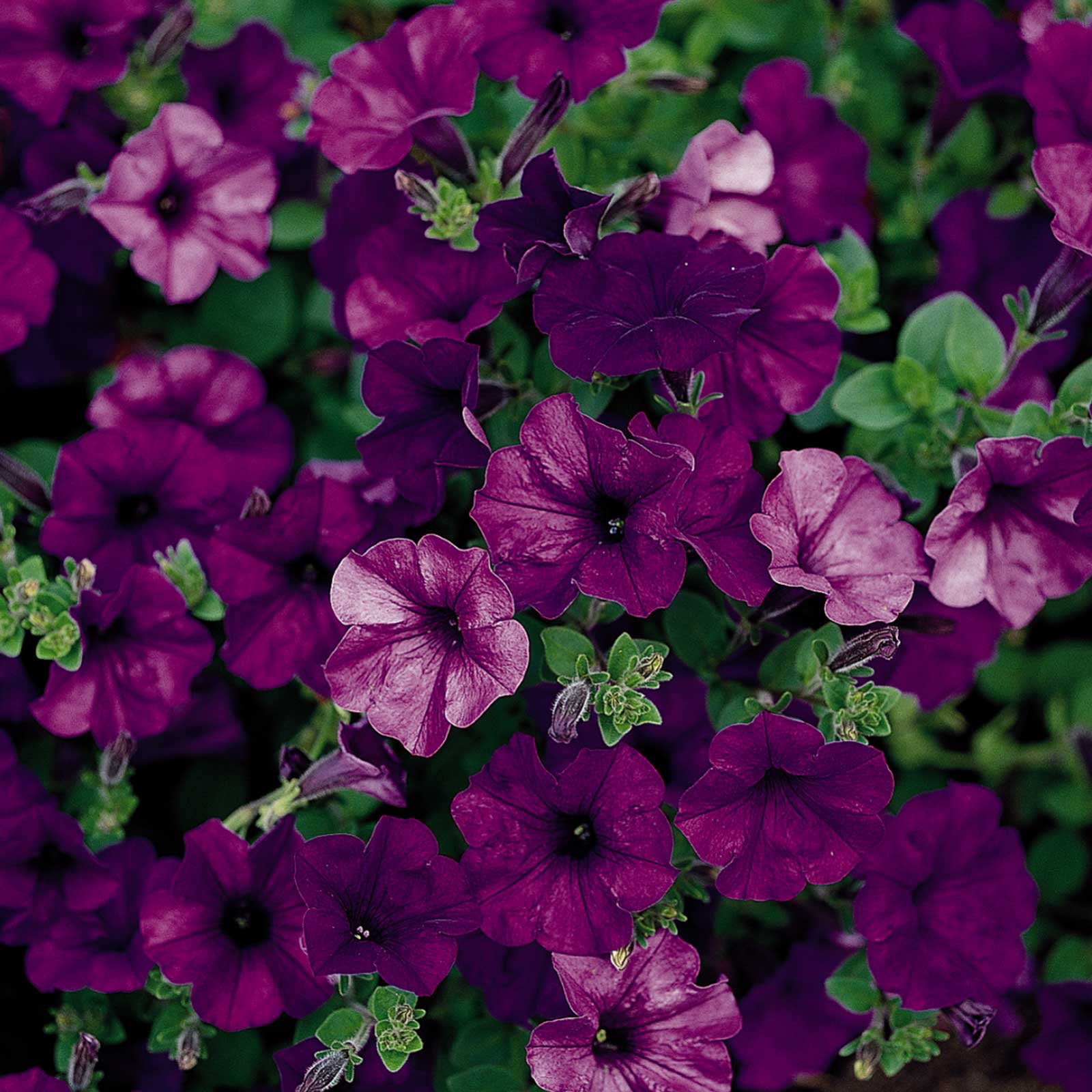 BLACK MAGIC Wave Petunia Flower Seeds Grows RARE Container Friendly Lot 25 seed 