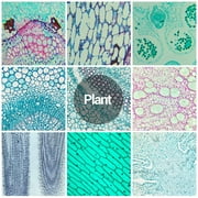 BEBANG 30 Microscope Slides with Specimens for Kids, Prepared Microscope Slides for Kids Microbiology, Glass Slides for Microscope, Biology Gifts for Adults Kids