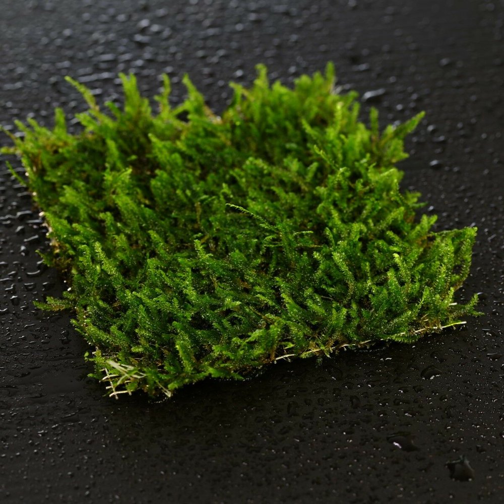 2pcs Java moss PAD 8x8cm moos Live aquarium fish tank water plants