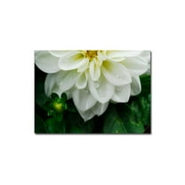 Trademark Fine Art "White Dahlia" Canvas Art by Kurt Shaffer