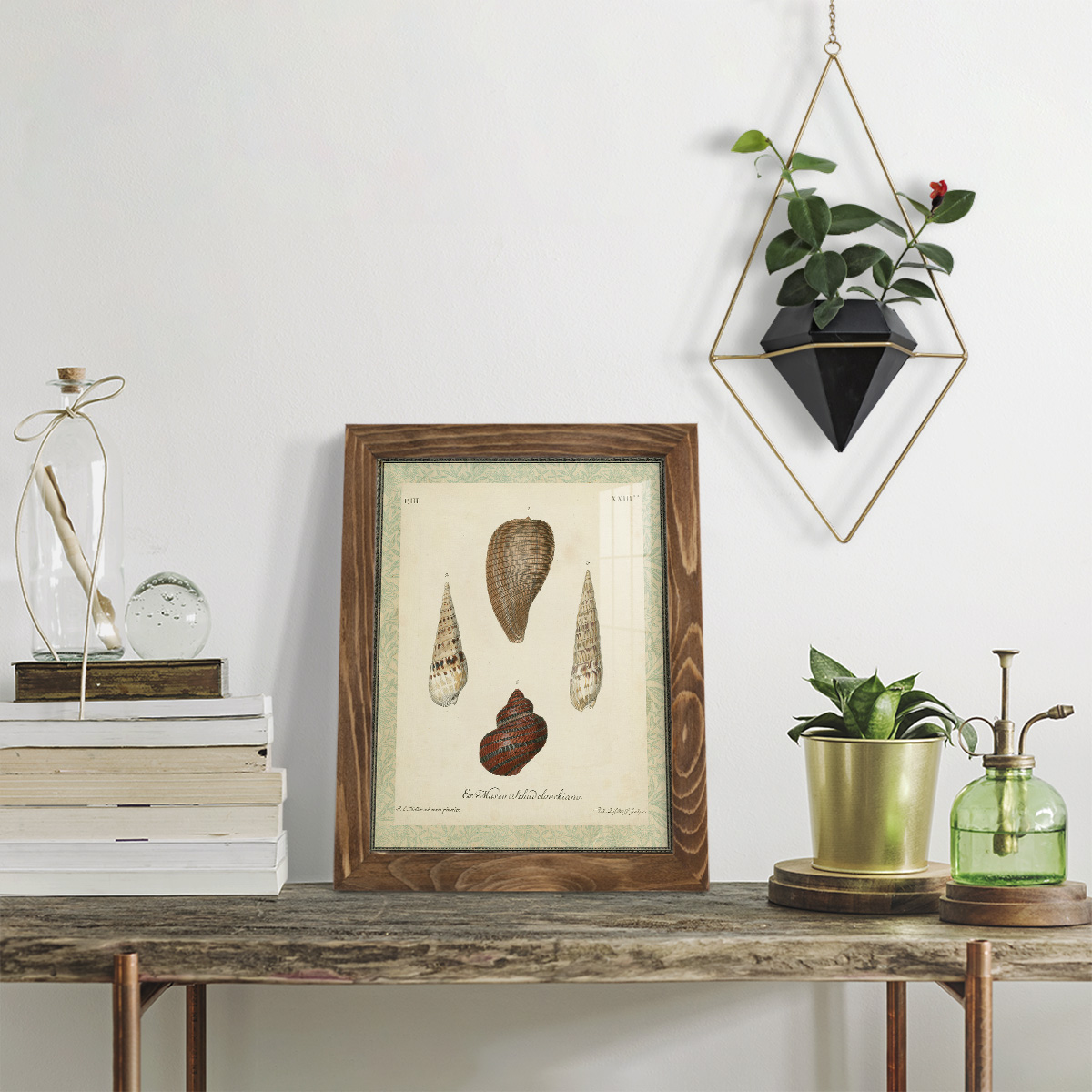 Bookplate Shells V - Framed Print w/glass - Walnut