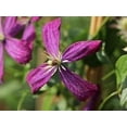 thumbnail image 6 of Clematis Sweet Summer Love - 4 Live Starter Plants in 2 Inch Growers Pots - Starter Plants Ready for The Garden - Rare Clematis for Collectors, 6 of 7