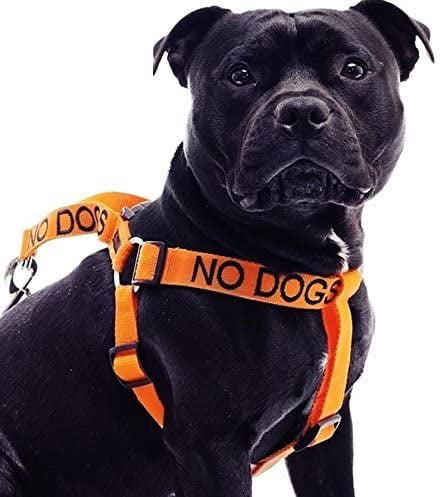 L-XL Pet Harness Non Pull Nylon Color Coded DEAF DOG Leash High Strength Nylon 