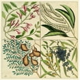 thumbnail image 2 of Catesby, Mark 12x12 White Modern Wood Framed Museum Art Print Titled - Catesby Botanical Quadrant IV, 2 of 4