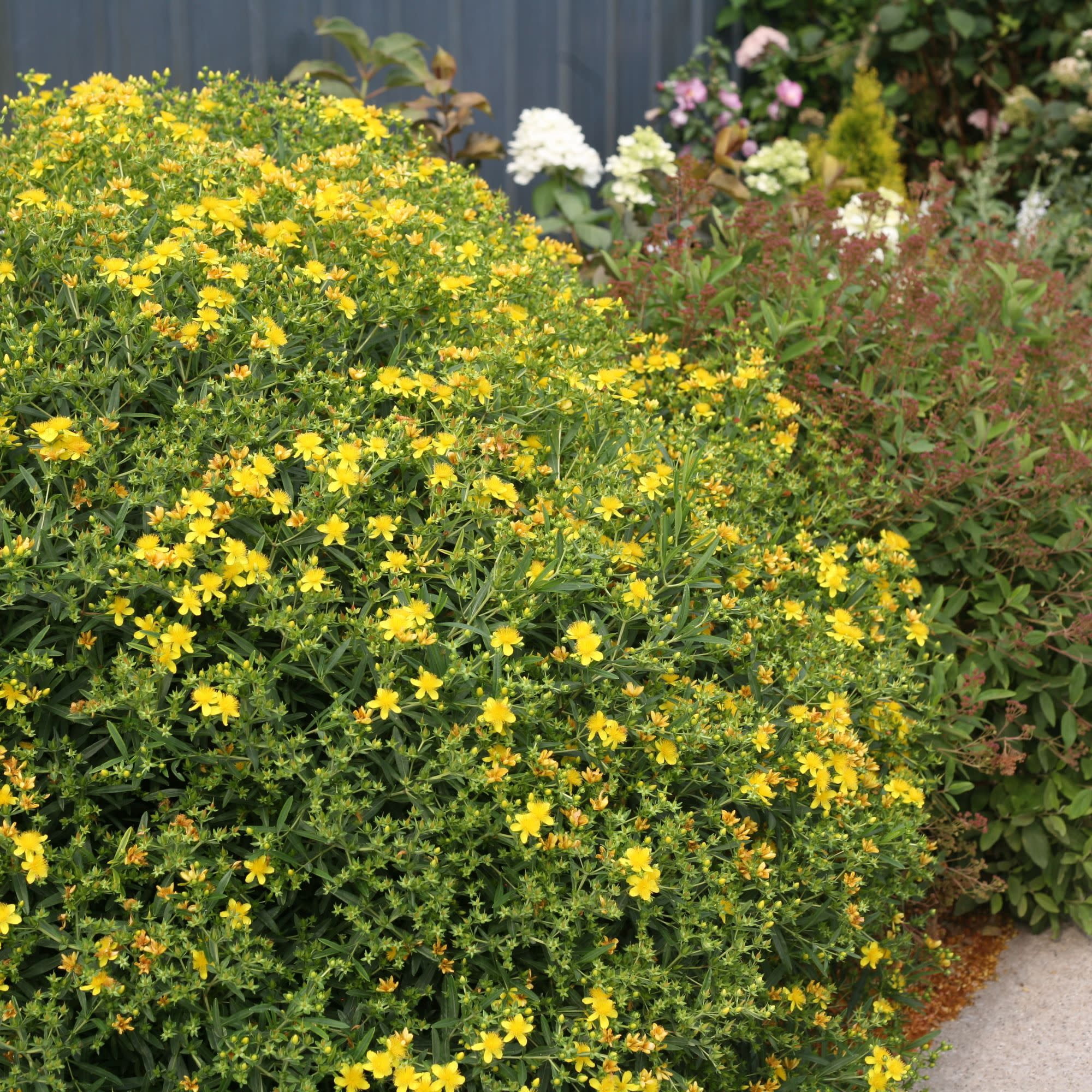Proven Winners ColorChoice 5" Yellow Sunny Boulevard St. John's Wort Live Plant in 4.5" Pot (4 Count)