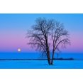 thumbnail image 2 of Jaynes Gallery 18x13 White Modern Wood Framed Museum Art Print Titled - Canada-Manitoba-Dugald Full moon and cottonwood tree at dawn, 2 of 4