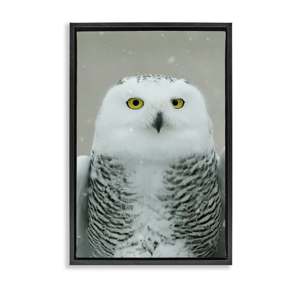 Stupell Industries Snowy Owl Portrait Animals & Insects Photography Black Floater Framed Canvas Art Print Wall Art, 17 x 25