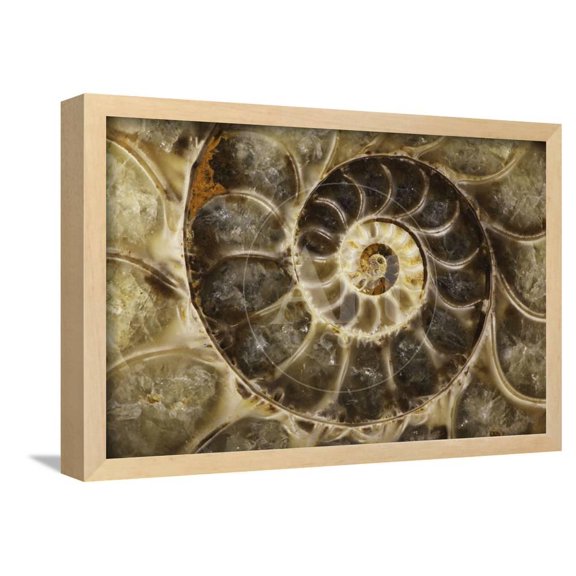 Fossil Ammonite, Framed Art Print Wall Art Sold by Art.Com