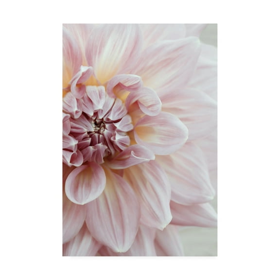 Trademark Fine Art 'Blush Pink Dahlia' Canvas Art by Brooke T. Ryan