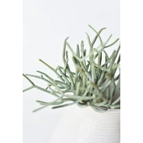 8" Faux Soft Touch Green/Gray Pencil Cactus Pick