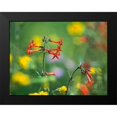 thumbnail image 2 of Fitzharris, Tim 14x12 Black Modern Framed Museum Art Print Titled - Scarlet Gilia, 2 of 5