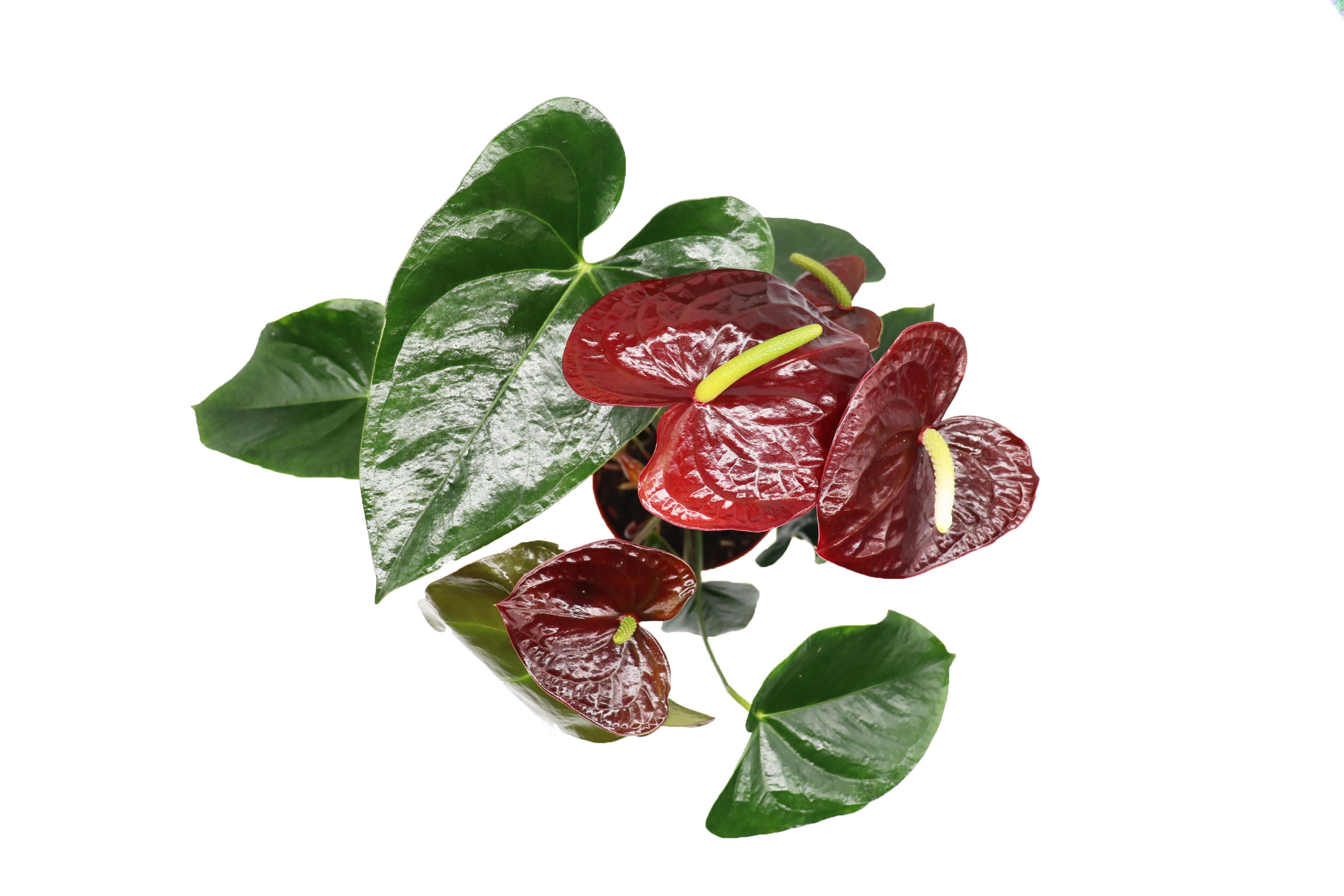 anubias nana bonsai vs petite Anubias Nana Petite On Lava Rock  MarcusFishTanks