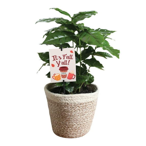 5" Coffee Plant in White Jute Planter – It’s Fall Y’all