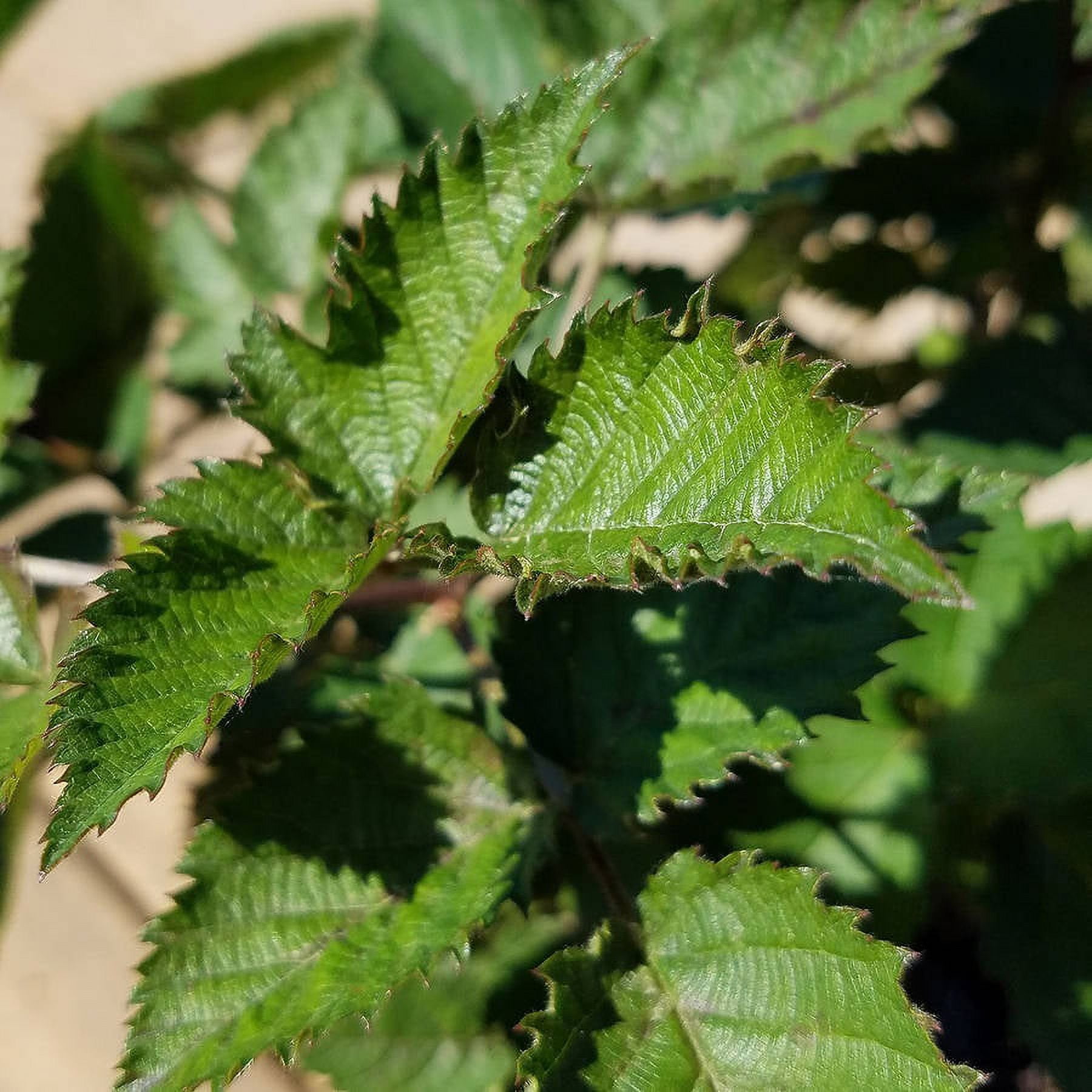 Southern Living Osage Thornless Blackberry Bush Live Shrub in 2.5-Quart Grower Pot