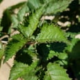 thumbnail image 6 of Southern Living Osage Thornless Blackberry Bush Live Shrub in 2.5-Quart Grower Pot, 6 of 9