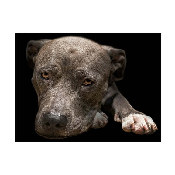 Lori Hutchison 'Pit Bull Terrier' Canvas Art