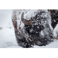 thumbnail image 2 of Herbert, Neal 18x13 Black Ornate Wood Framed with Double Matting Museum Art Print Titled - Bison in a snow storm Lamar Valley, Yellowstone National Park, 2 of 4