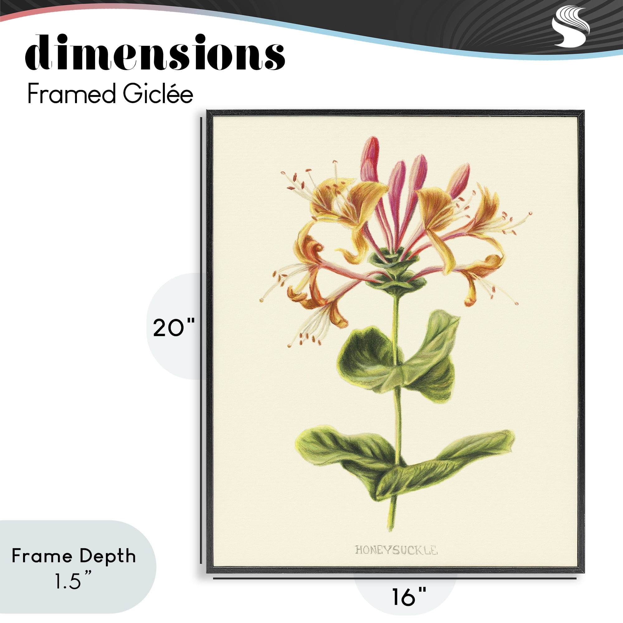 Stupell Industries Honeysuckle Vintage Illustration Black Framed Giclee Art, design by Connie Resch