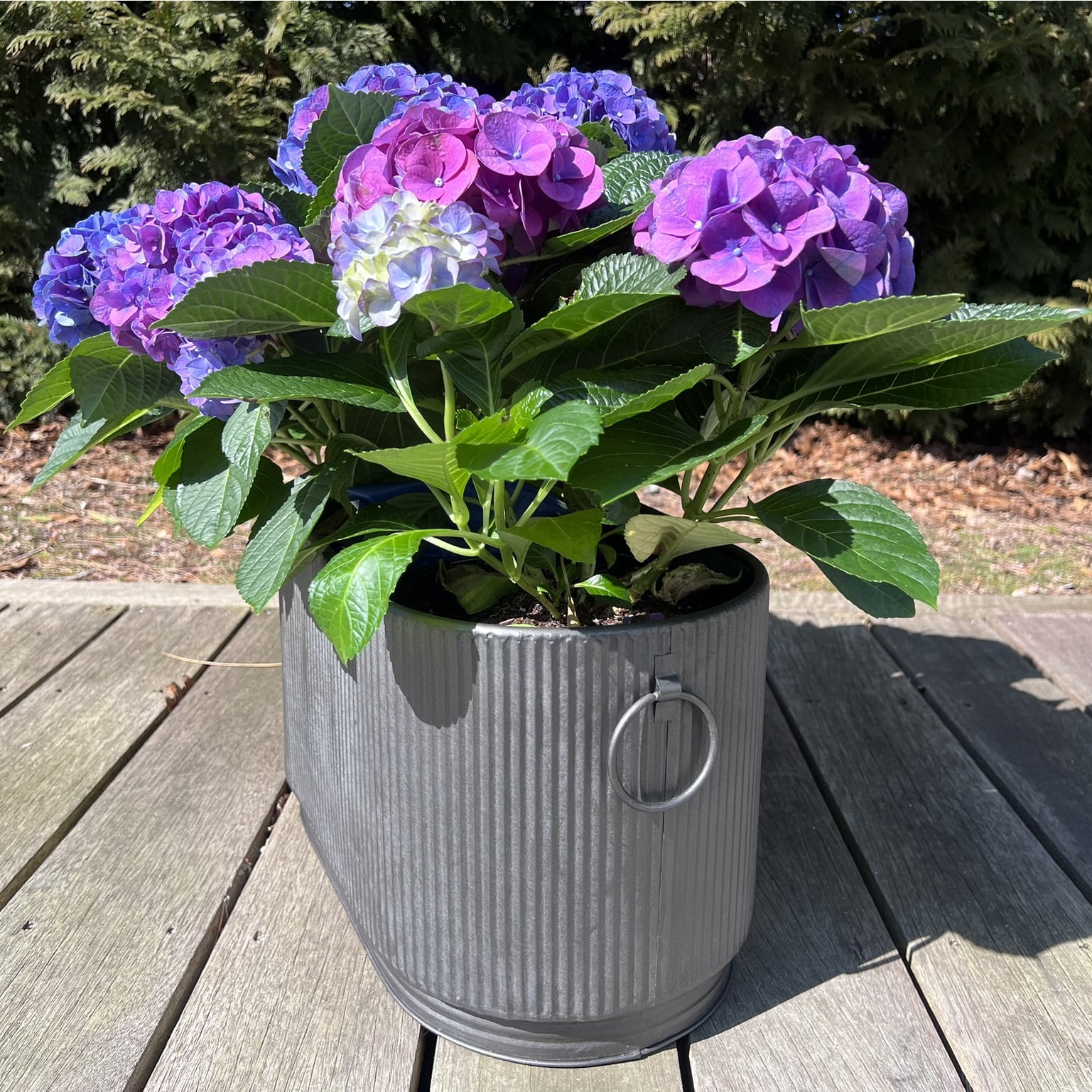 WHW Whole House Worlds French Country Style Oval Planters, Set of 2, Corrugated Bellies, Stepped Base, Rolled Rims, 14.25 and 18.5 Inches, Iron