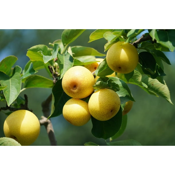 45 ft. Shinseiki Asian Pear Tree Delicious Fruit Heat Tolerant