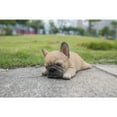 thumbnail image 2 of Sleeping Pug Puppy, 2 of 6