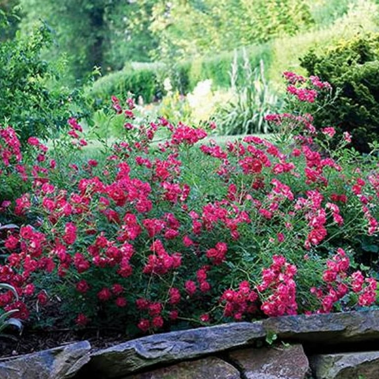 Red Drift Rose (1 Gallon) Low-Growing Groundcover Deciduous Flowering Shrub  - Full Sun Live Plant
