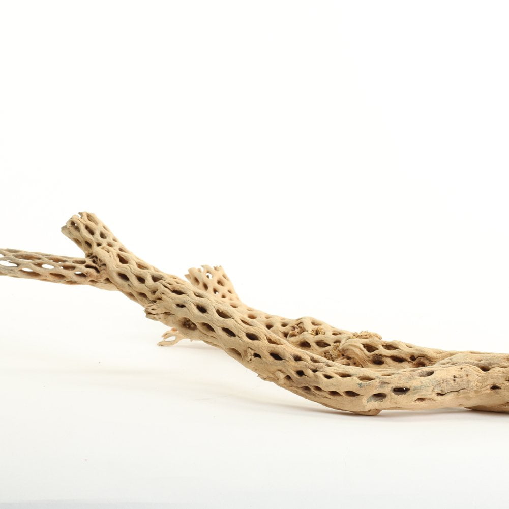 Koyal Wholesale Cholla Wood 18 to 20-Inch, Aquarium Branches, Airplants Decor, Reptile Perch, Natural Home Decoration