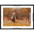 thumbnail image 5 of Art.com Cute Red Fox, Vulpes Vulpes in Fall Forest. Beautiful Animal in the Nature Habitat. Wildlife Scene Photographic Print, Black Frame Wall Art, 29" x 21", 5 of 5