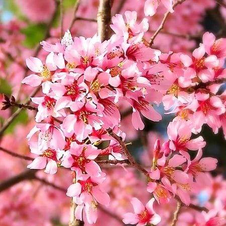 Pixies Gardens Okame Cherry Tree- Standout Tree 10 Gallon