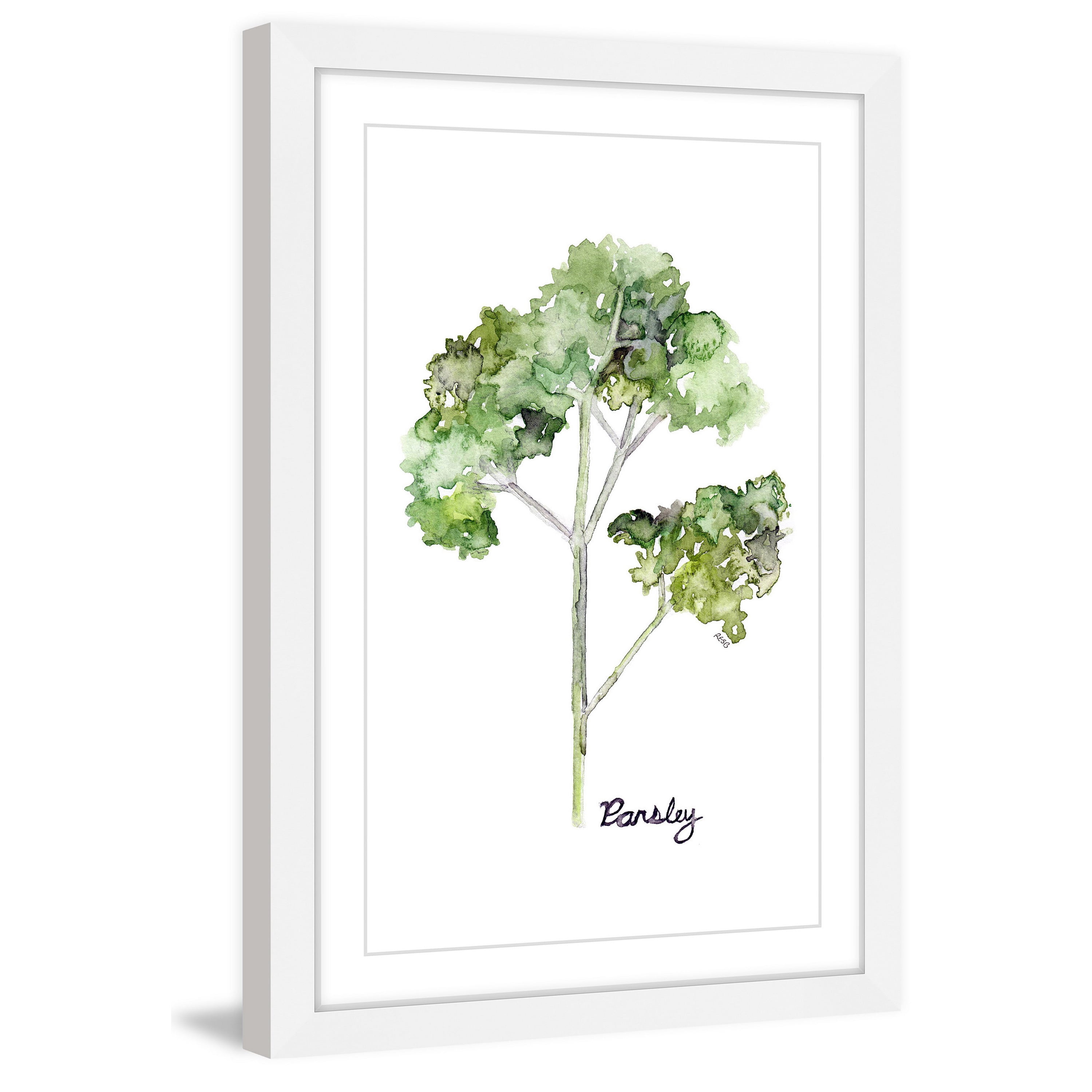 Marmont Hill "Herb Parsley" by Rachel Byler Framed Painting Print