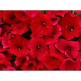 thumbnail image 1 of 500 Fire Chief RED PETUNIA Nana Compacta Sun Annual AAS Winner Fragrant Hummingbird Flower Seeds, 1 of 1