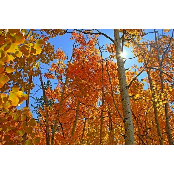 Hogan Forest II Wall Decal