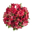 thumbnail image 2 of Alstroemeria 50 Stems of Red Farm Direct Fresh Cut Flowers by Bloomingmore, 2 of 7