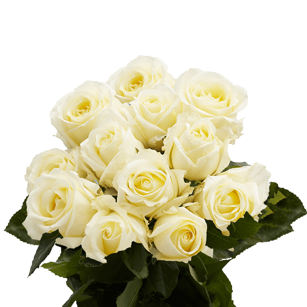 One Dozen Ivory Roses Fresh Flower Delivery