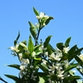 thumbnail image 4 of Brighter Blooms - Kishu Mandarin Tree, 1-2 ft. - No Shipping to AK, AL, AZ, CA, FL, GA, HI, LA, MS, OR, TX, 4 of 4