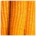 thumbnail image 5 of Everwilde Farms - 100 Reids Yellow Dent Corn Seeds - Gold Vault Jumbo Bulk Seed Packet, 5 of 5