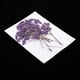 thumbnail image 5 of 3X Multi Kinds Flores prensadas secas reales Hojas secas pa manualidades Proyectos de decoración de bricoje Jabón Ve Baoblaze Flores secas prensadas naturales, 5 of 8