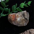 thumbnail image 4 of 1Pcs Flexicalymene Moroccan Trilobites Fossil 8-9cm Morocco, 4 of 5