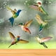 thumbnail image 1 of 6 piezas de adhesivos para ventana de colibrí de gran tamaño, adhesivos para ventana anticolisión para evitar golpes de pájaros en el cristal de la ventana, no adhesivos, 1 of 5
